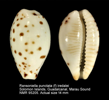Ransoniella punctata (f) iredalei.jpg - Ransoniella punctata (f) iredalei (Schilder & Schilder,1938)